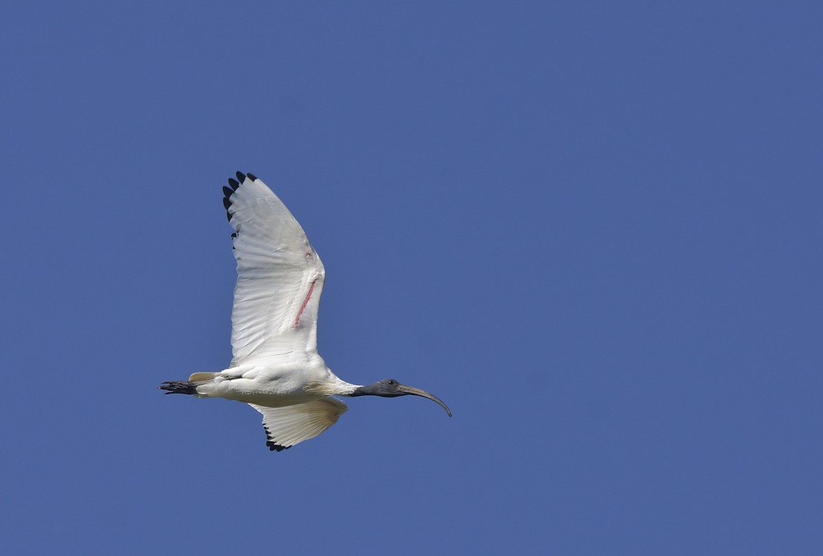 Australian Ibis - ML620518577