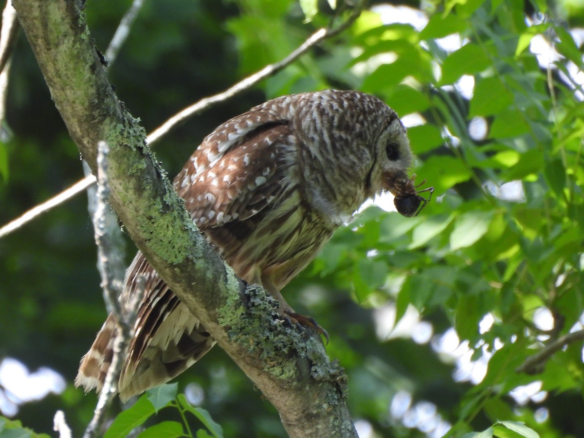 Barred Owl - ML620518579