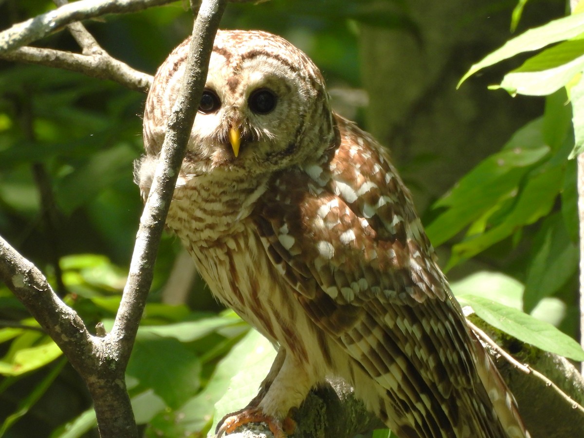 Barred Owl - Tracee Fugate