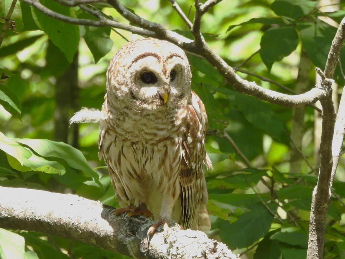 Barred Owl - ML620518582