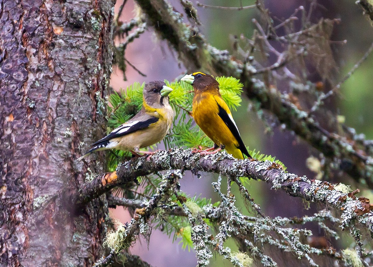 Evening Grosbeak - ML620518585