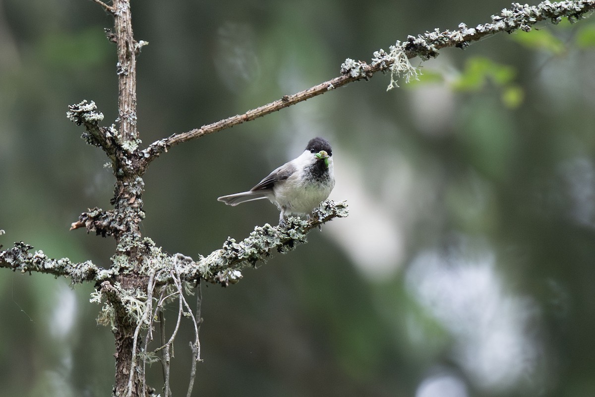 Mésange boréale - ML620518590