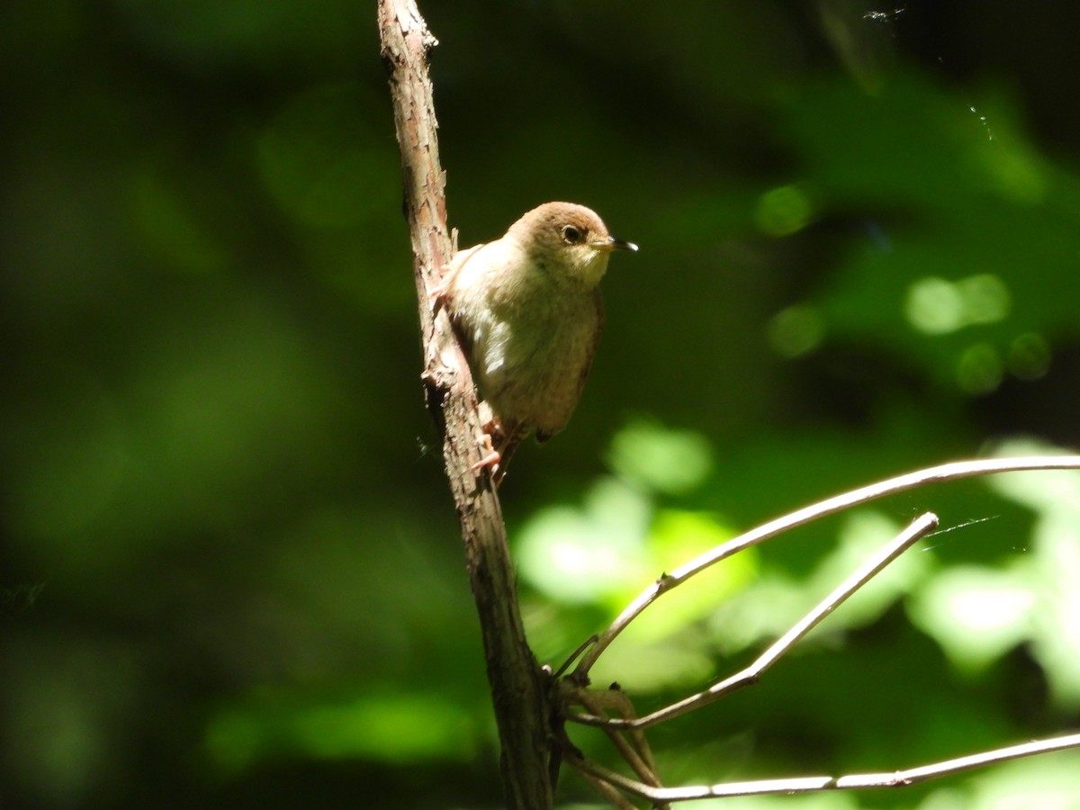 House Wren - ML620518591