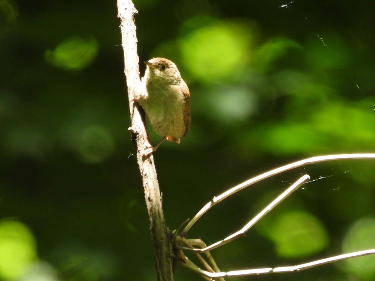 House Wren - ML620518592