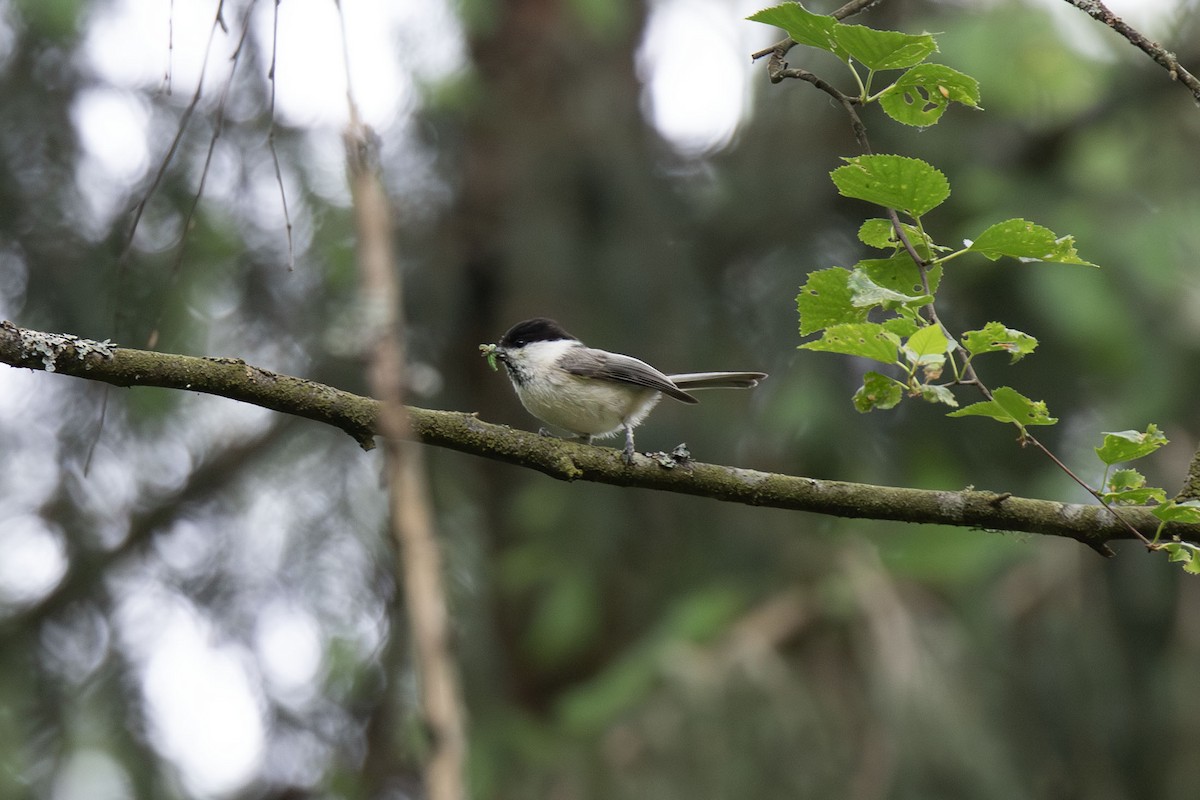 Willow Tit - ML620518597