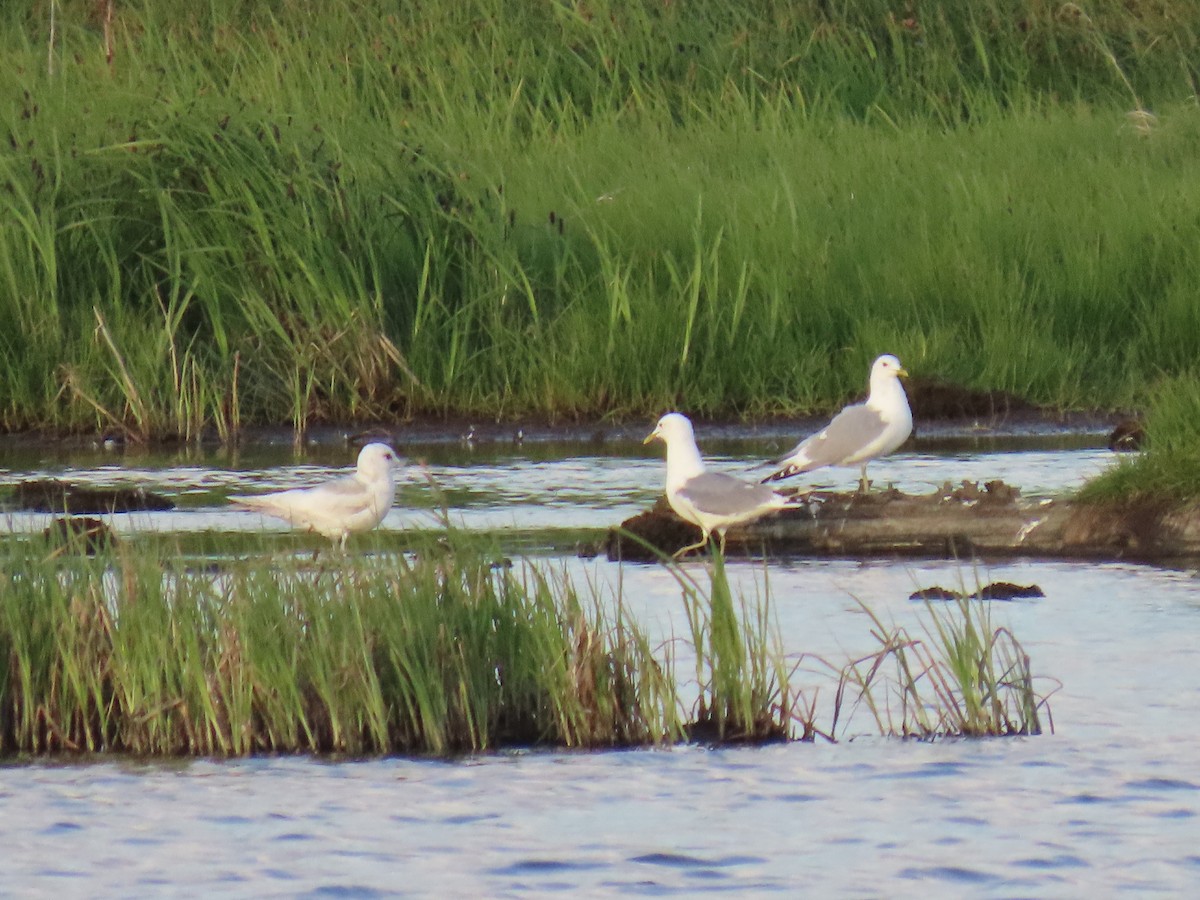 Short-billed Gull - ML620518599