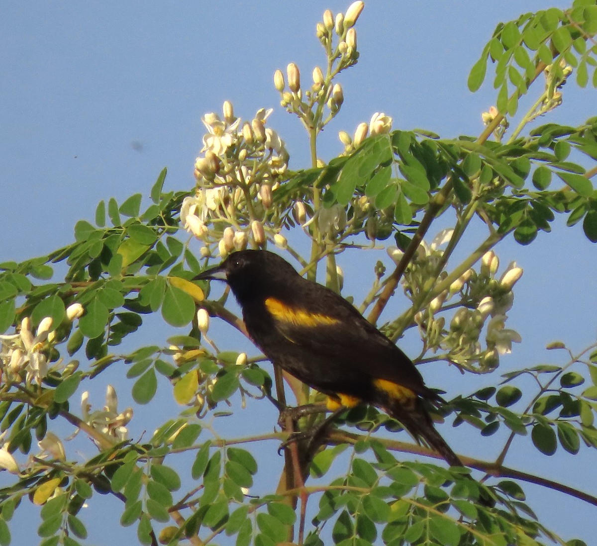 Cuban Oriole - ML620518604