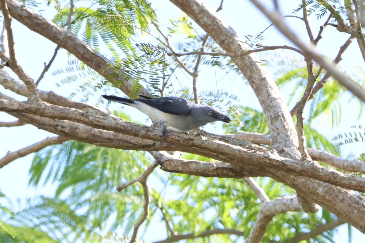 White-rumped Cuckooshrike - ML620518618