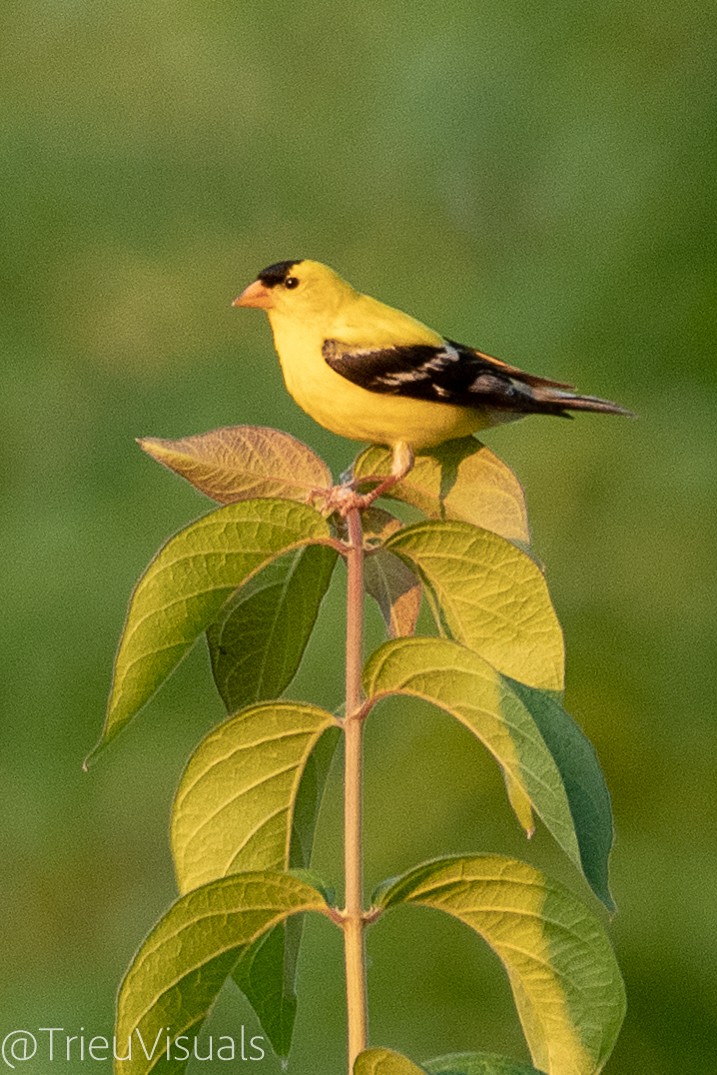 Chardonneret jaune - ML620518620