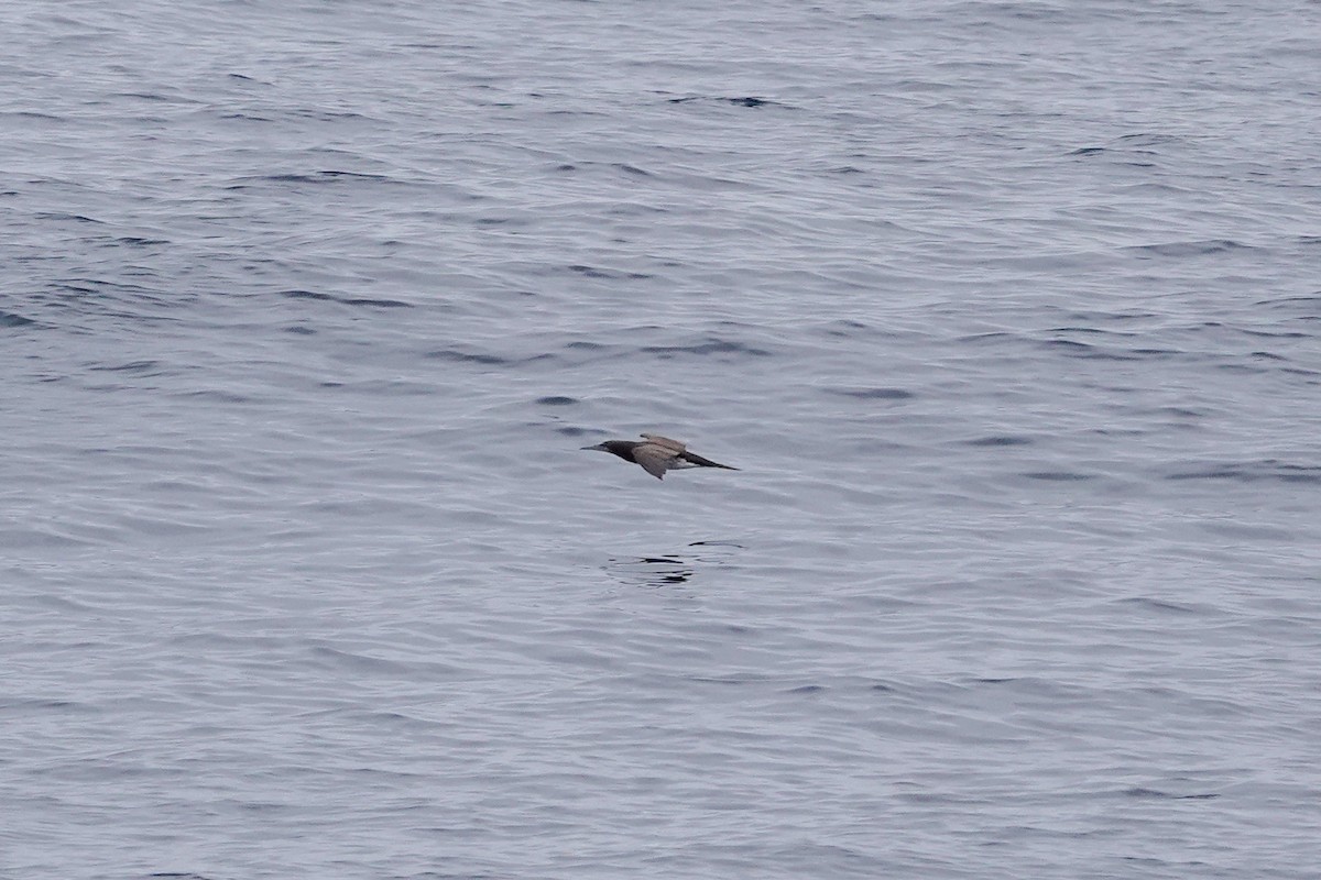 Brown Booby - ML620518624
