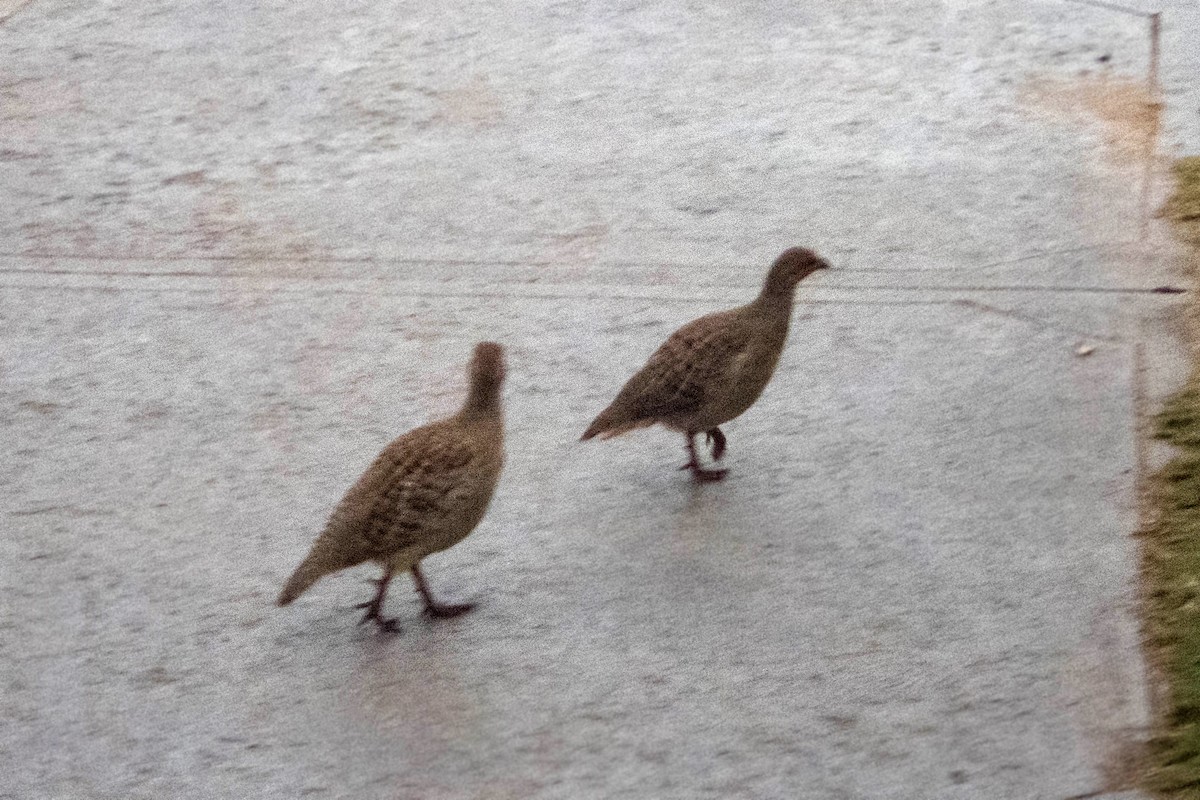 Gray Francolin - ML620518630