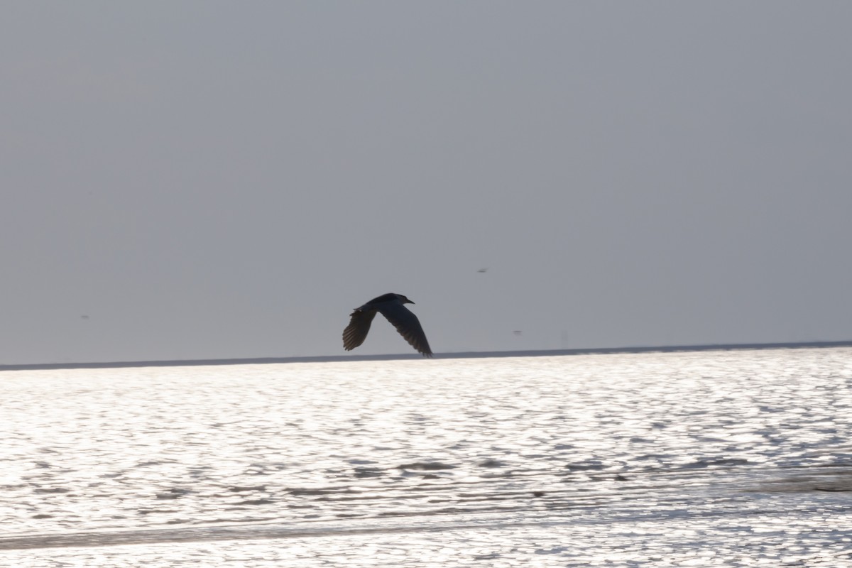 Black-crowned Night Heron - ML620518633