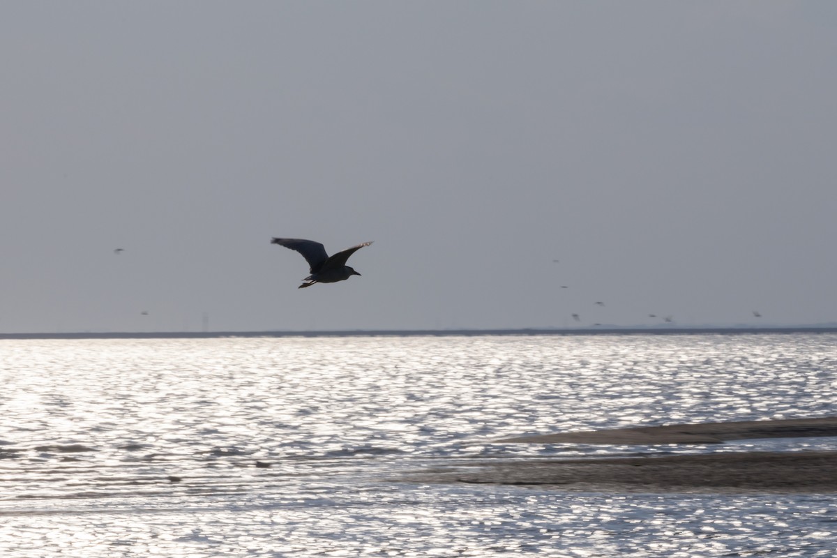 Black-crowned Night Heron - ML620518634