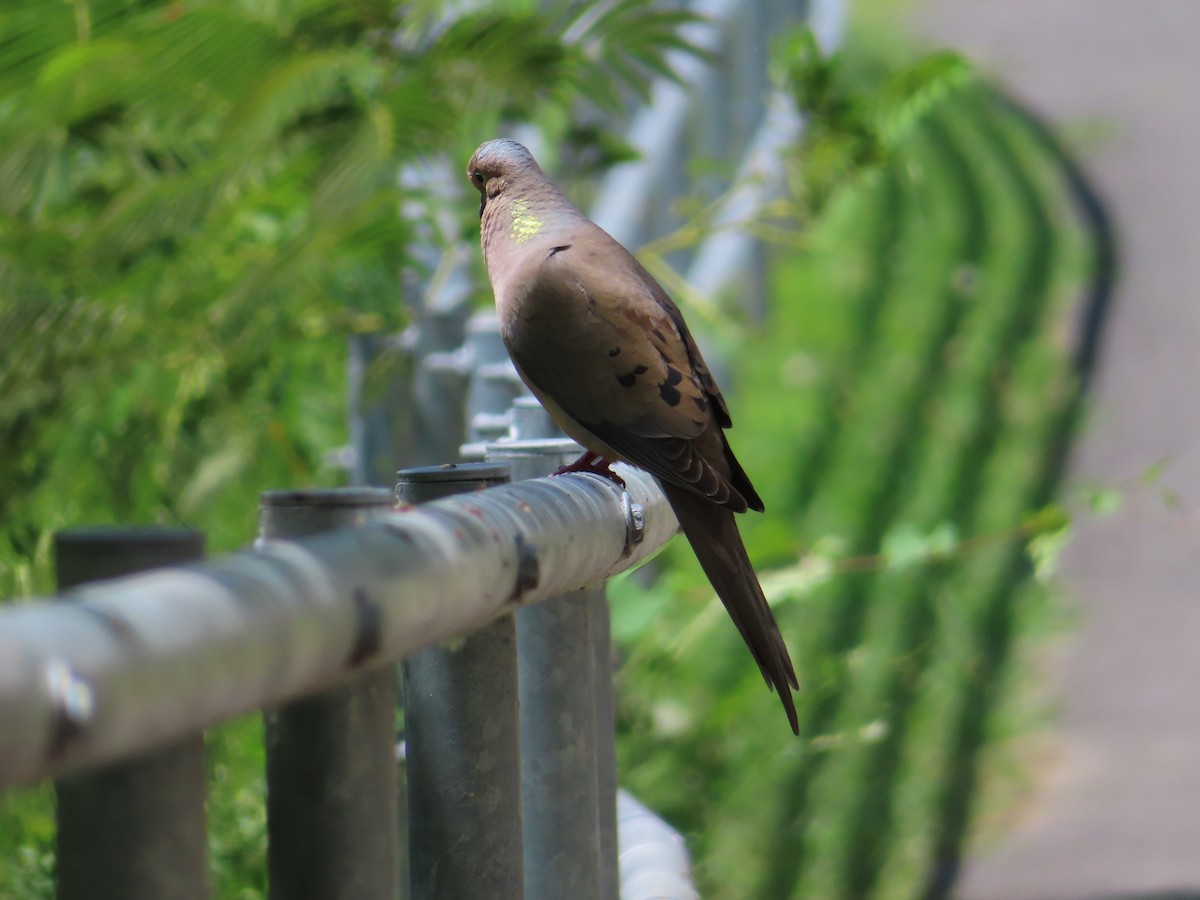 Mourning Dove - ML620518635