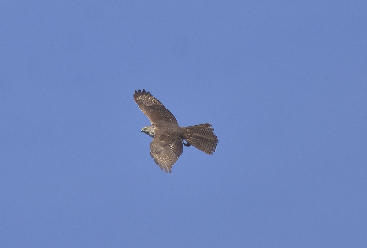 Brown Goshawk/Collared Sparrowhawk - ML620518636