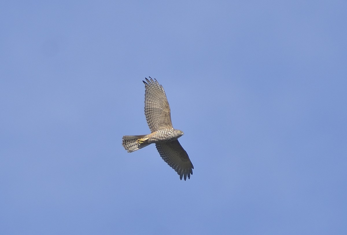 Brown Goshawk/Collared Sparrowhawk - ML620518637