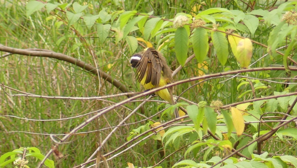 Rusty-margined Flycatcher - ML620518640