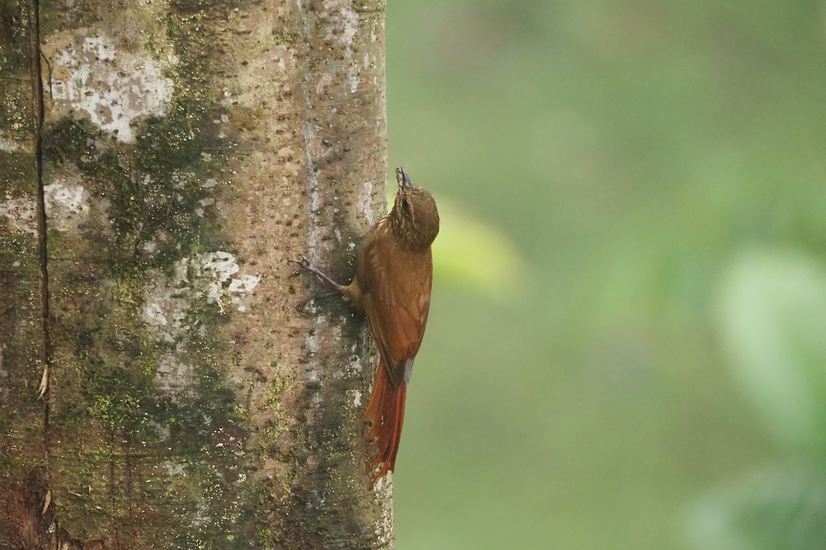 Wedge-billed Woodcreeper - ML620518646