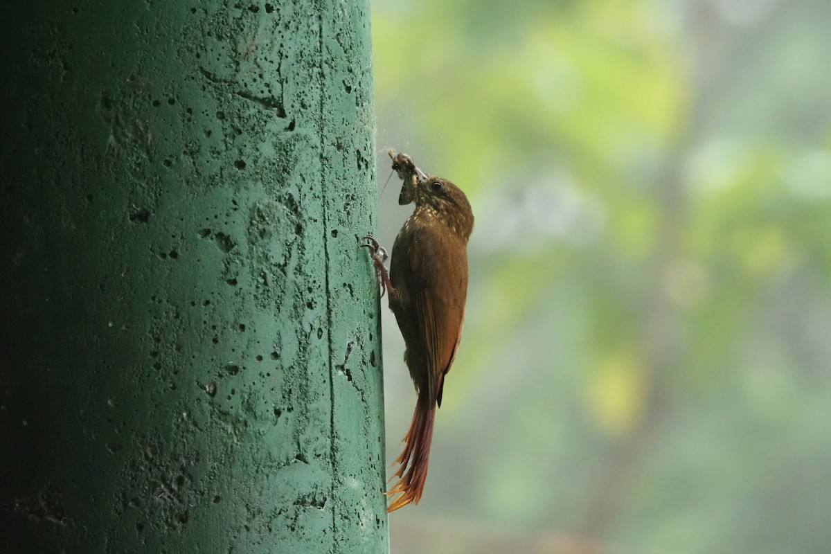 Wedge-billed Woodcreeper - ML620518648