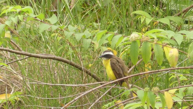 Rusty-margined Flycatcher - ML620518651