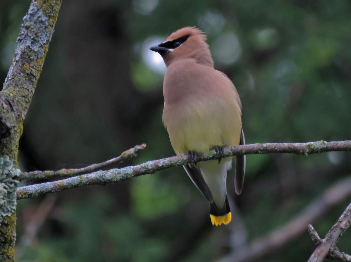 Cedar Waxwing - ML620518656