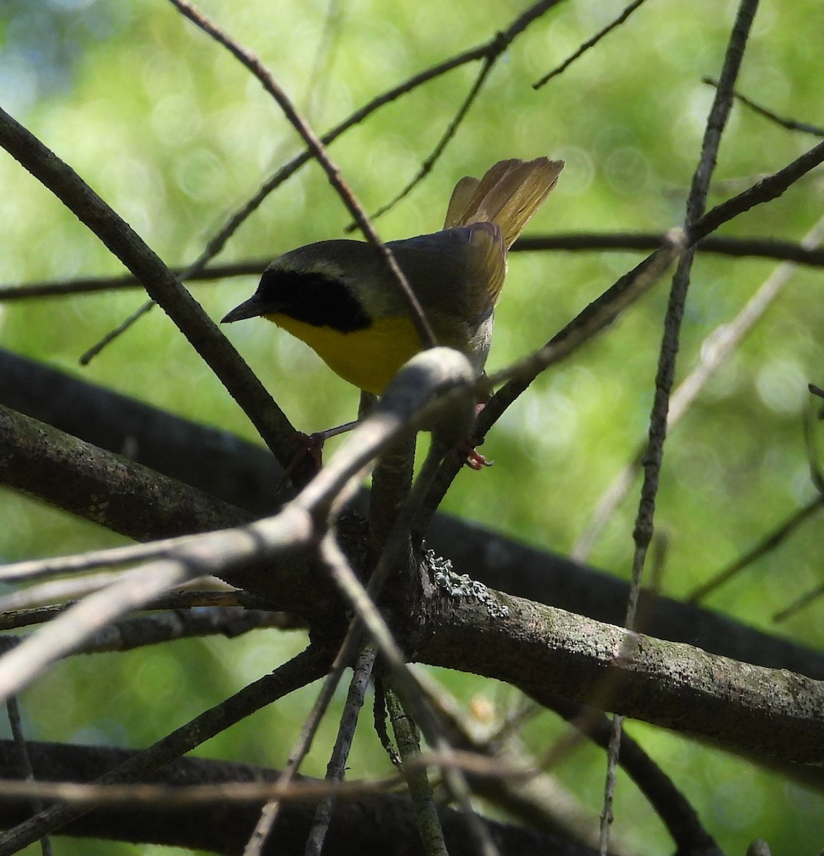 Common Yellowthroat - ML620518658