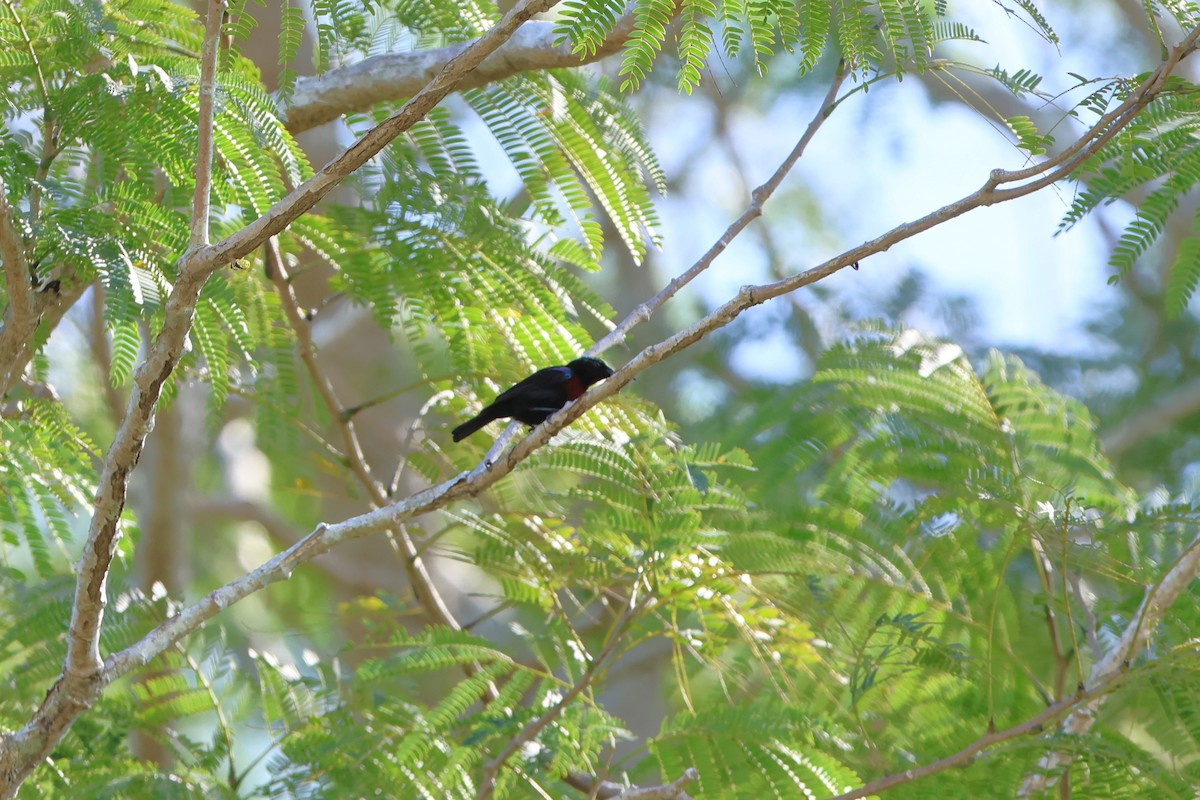 Black Sunbird - ML620518661