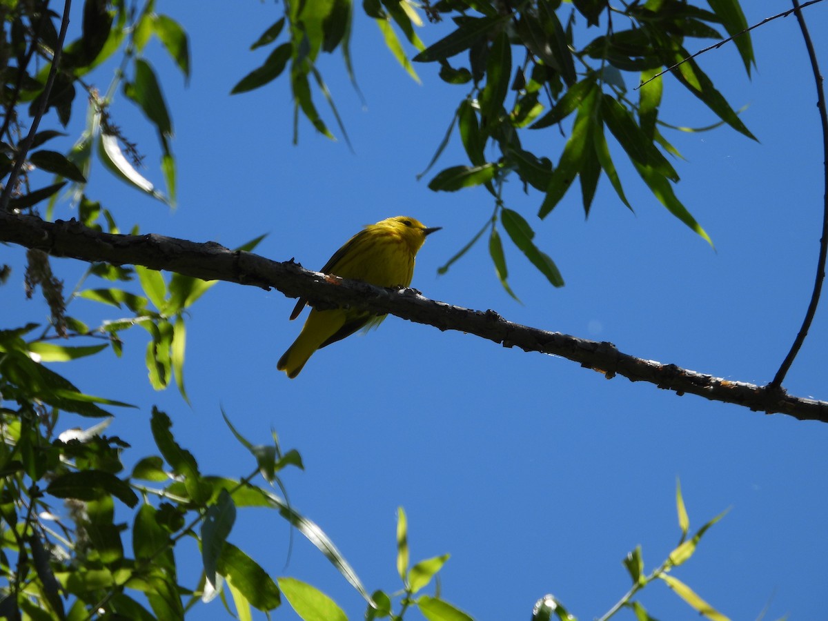 Yellow Warbler - ML620518668