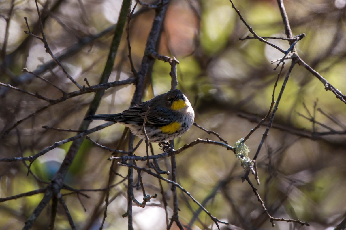 Yellow-rumped Warbler (Audubon's) - ML620518669