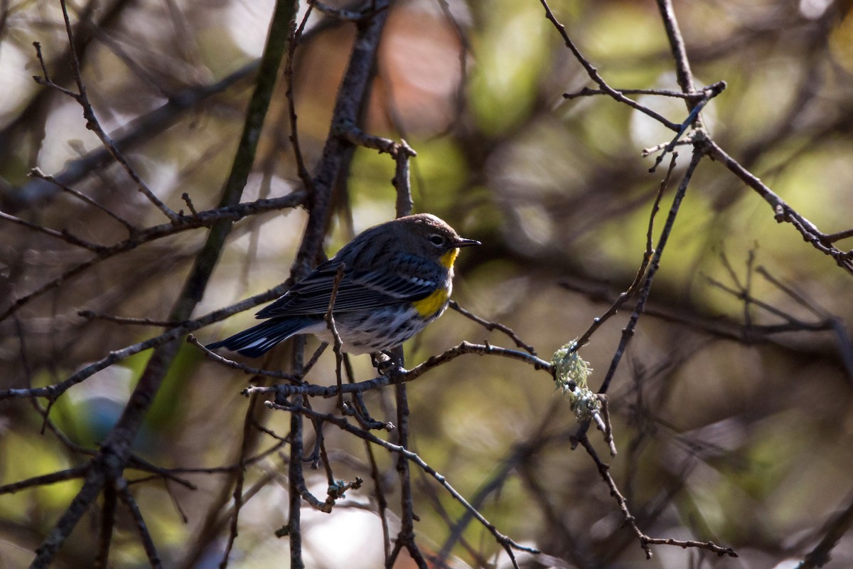Yellow-rumped Warbler (Audubon's) - ML620518671