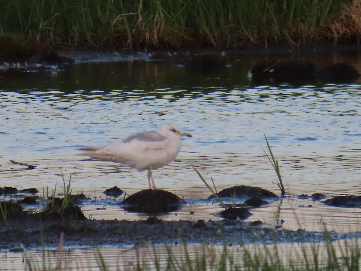 Short-billed Gull - ML620518673