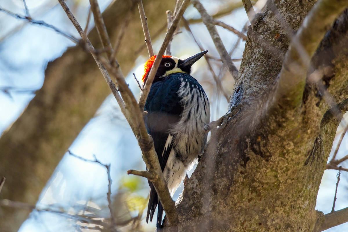 Acorn Woodpecker - ML620518676