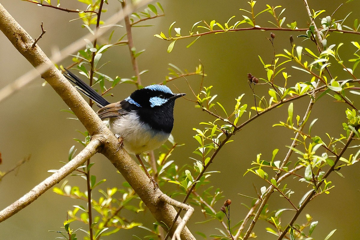 Superb Fairywren - ML620518680