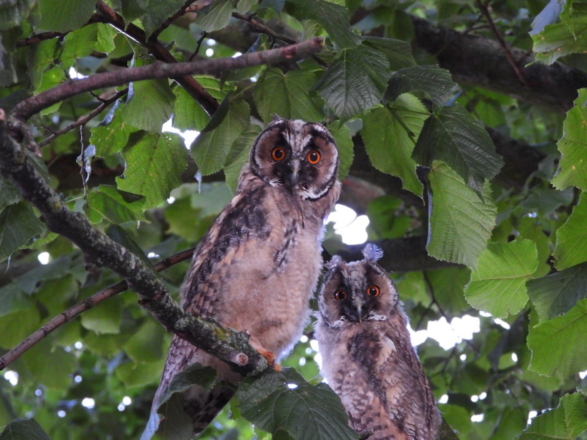 Long-eared Owl - ML620518685