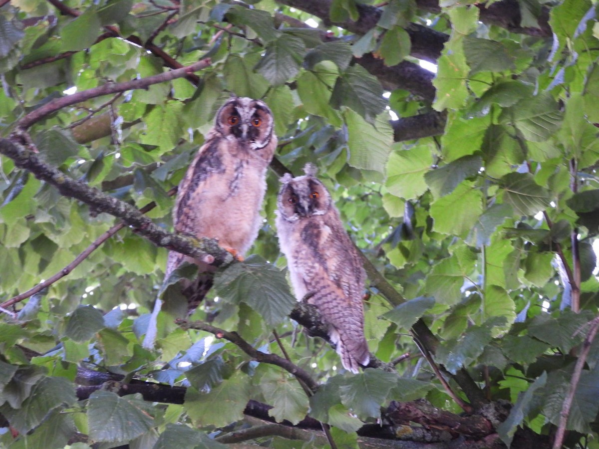 Long-eared Owl - ML620518686