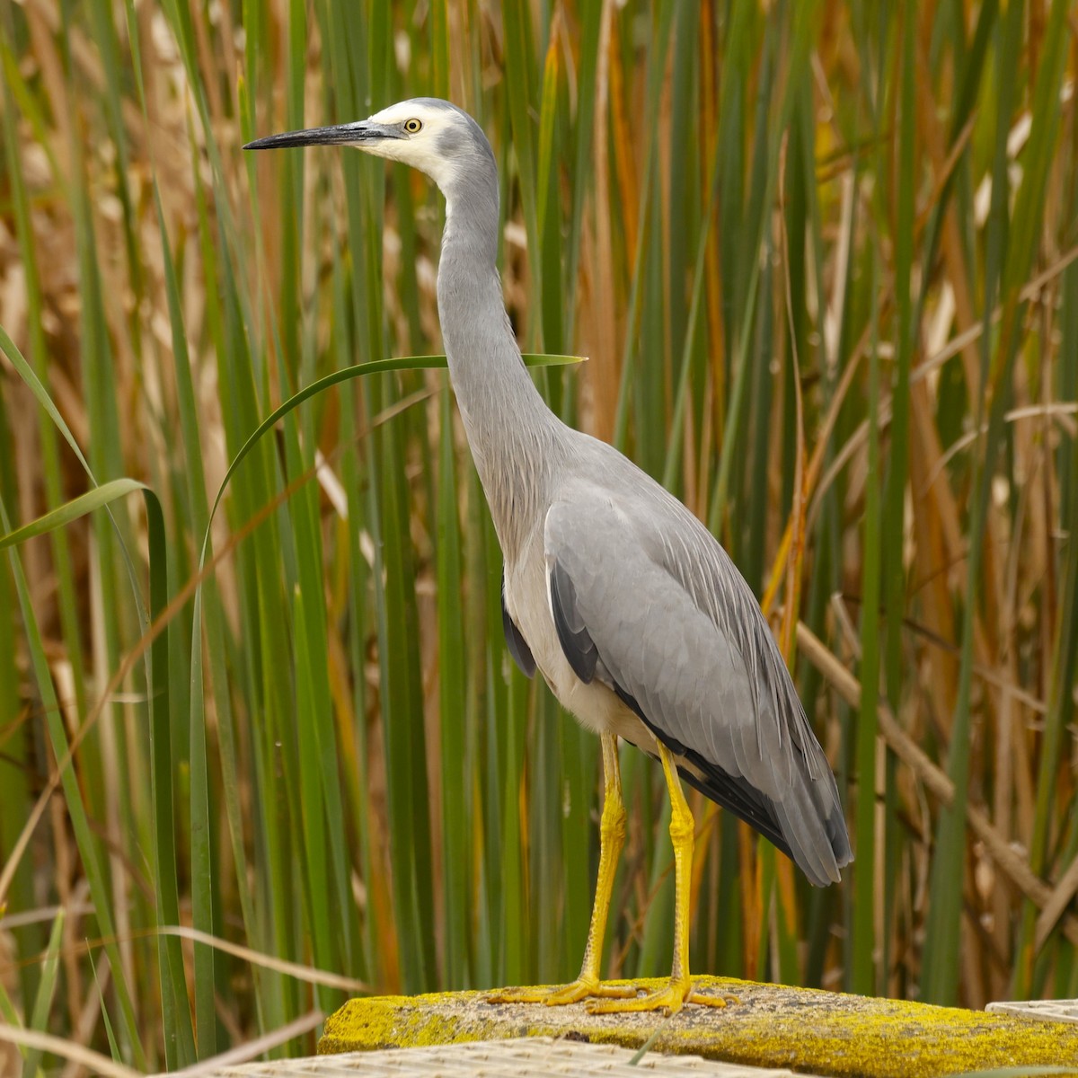 White-faced Heron - ML620518687