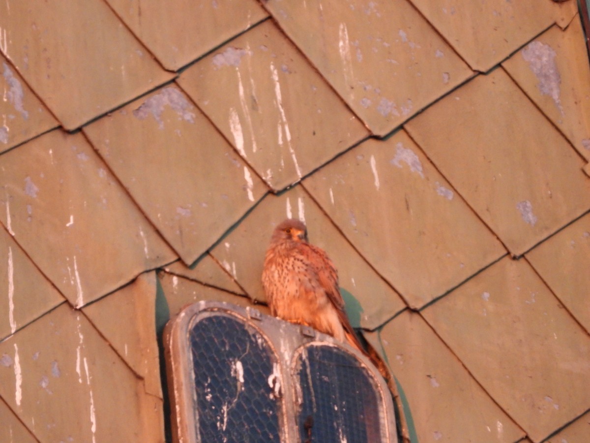 Eurasian Kestrel - ML620518688