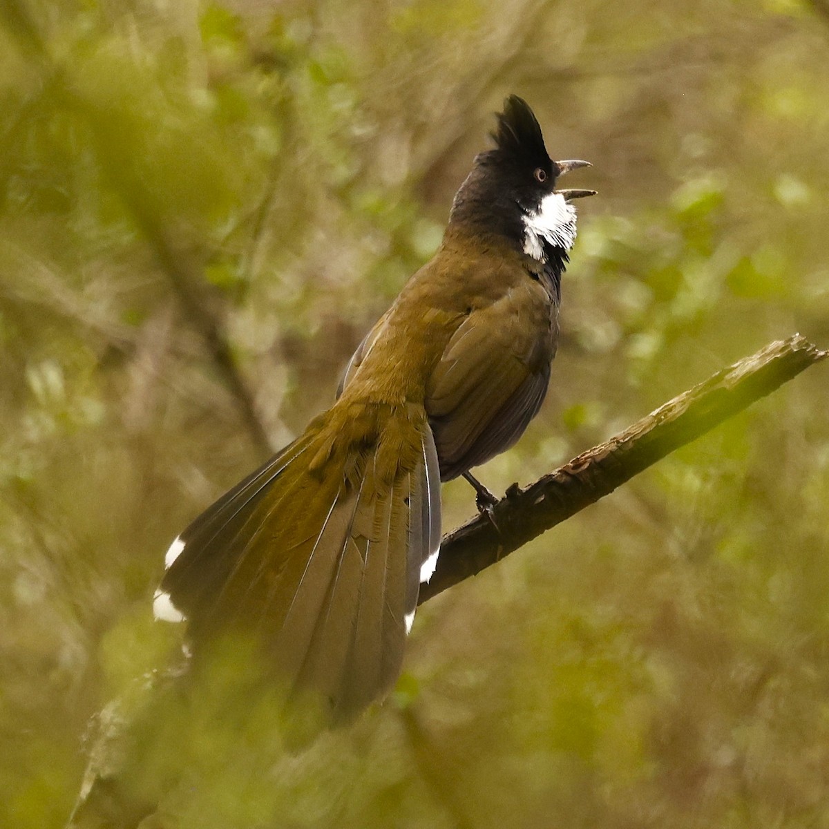 Eastern Whipbird - ML620518699