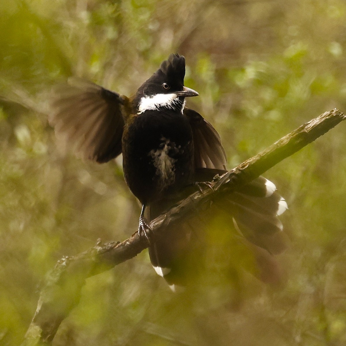 Eastern Whipbird - ML620518700