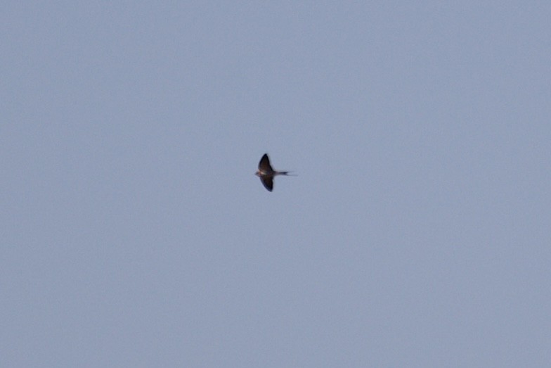 Greater Striped Swallow - ML620518701