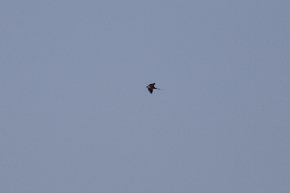 Greater Striped Swallow - ML620518702