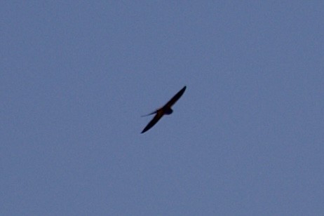 Greater Striped Swallow - ML620518704