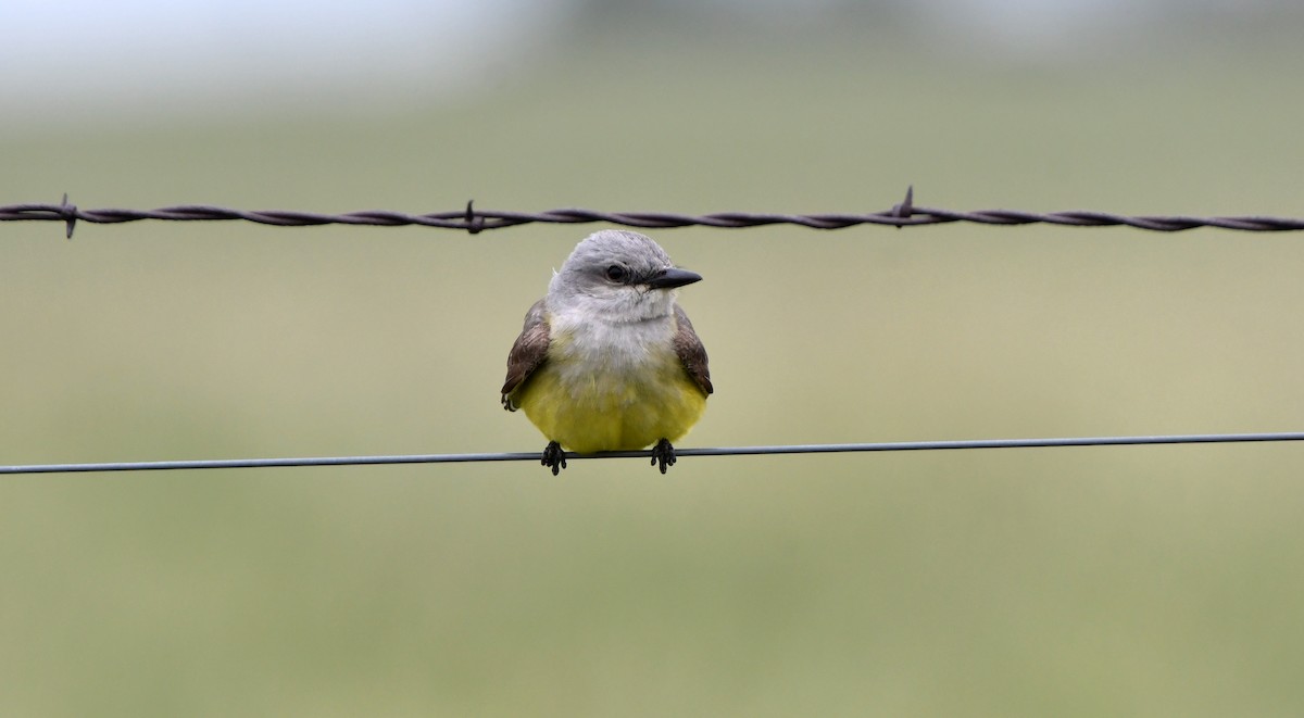 Western Kingbird - ML620518712