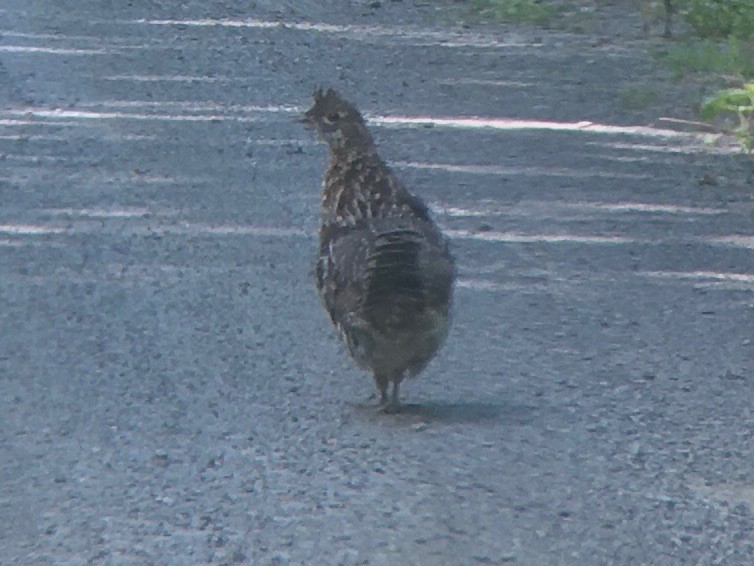 Ruffed Grouse - ML620518713