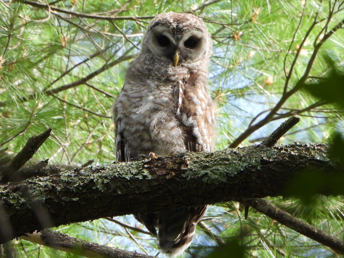 Barred Owl - ML620518716