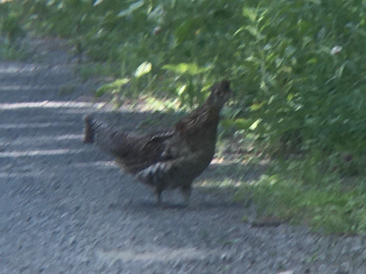 Ruffed Grouse - ML620518728