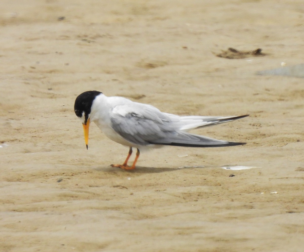 Least Tern - ML620518729