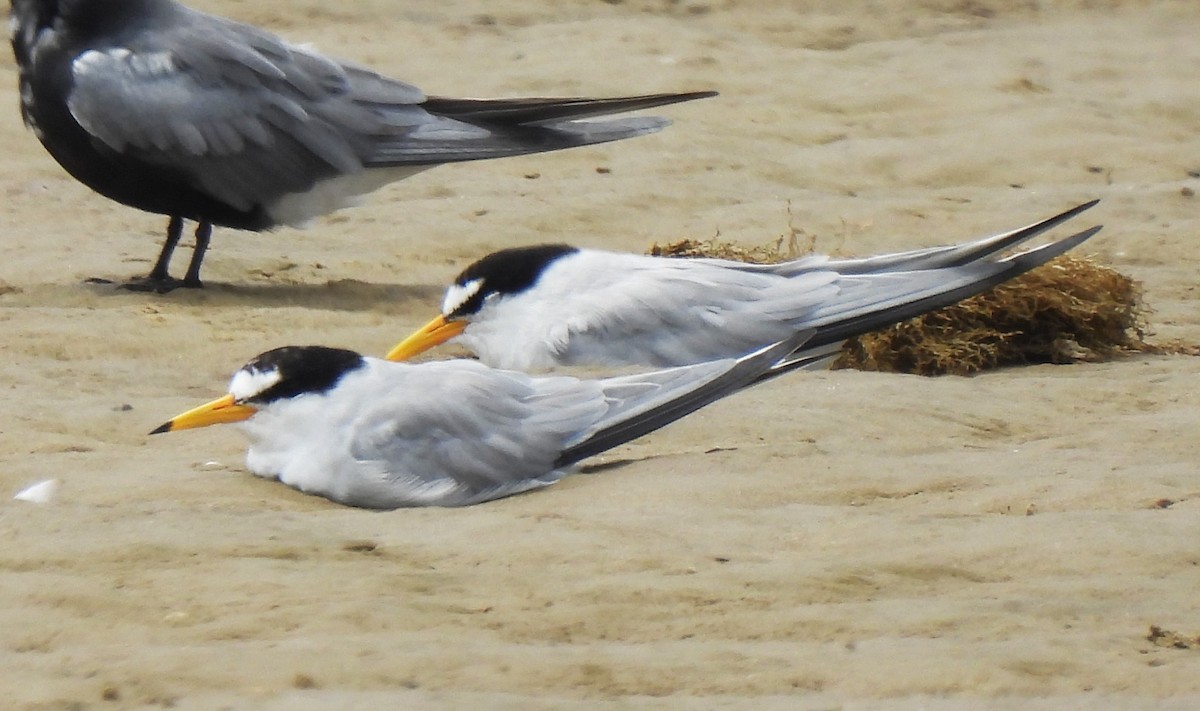 Least Tern - ML620518730