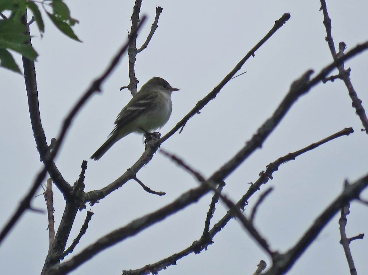 Willow Flycatcher - Thomas Schultz