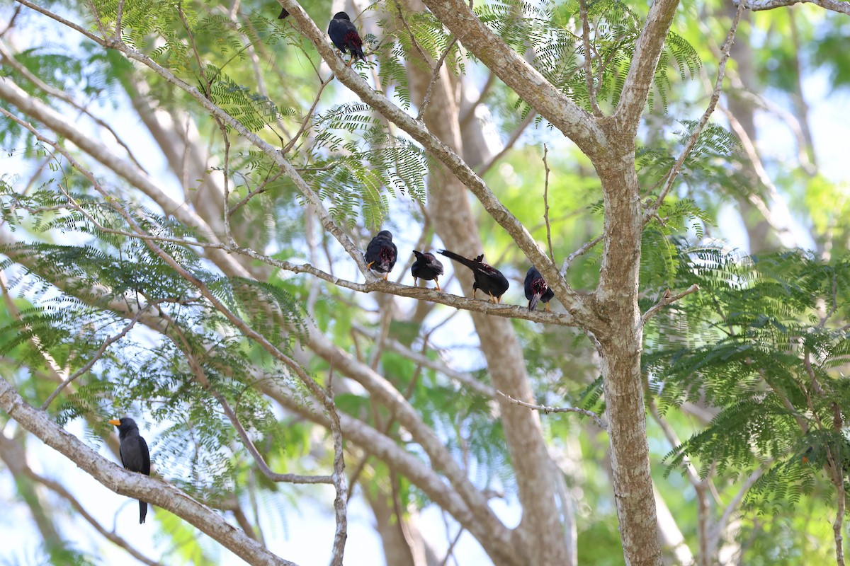 Finch-billed Myna - ML620518733